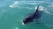 Killer whale steals halibut from angler's hook.
