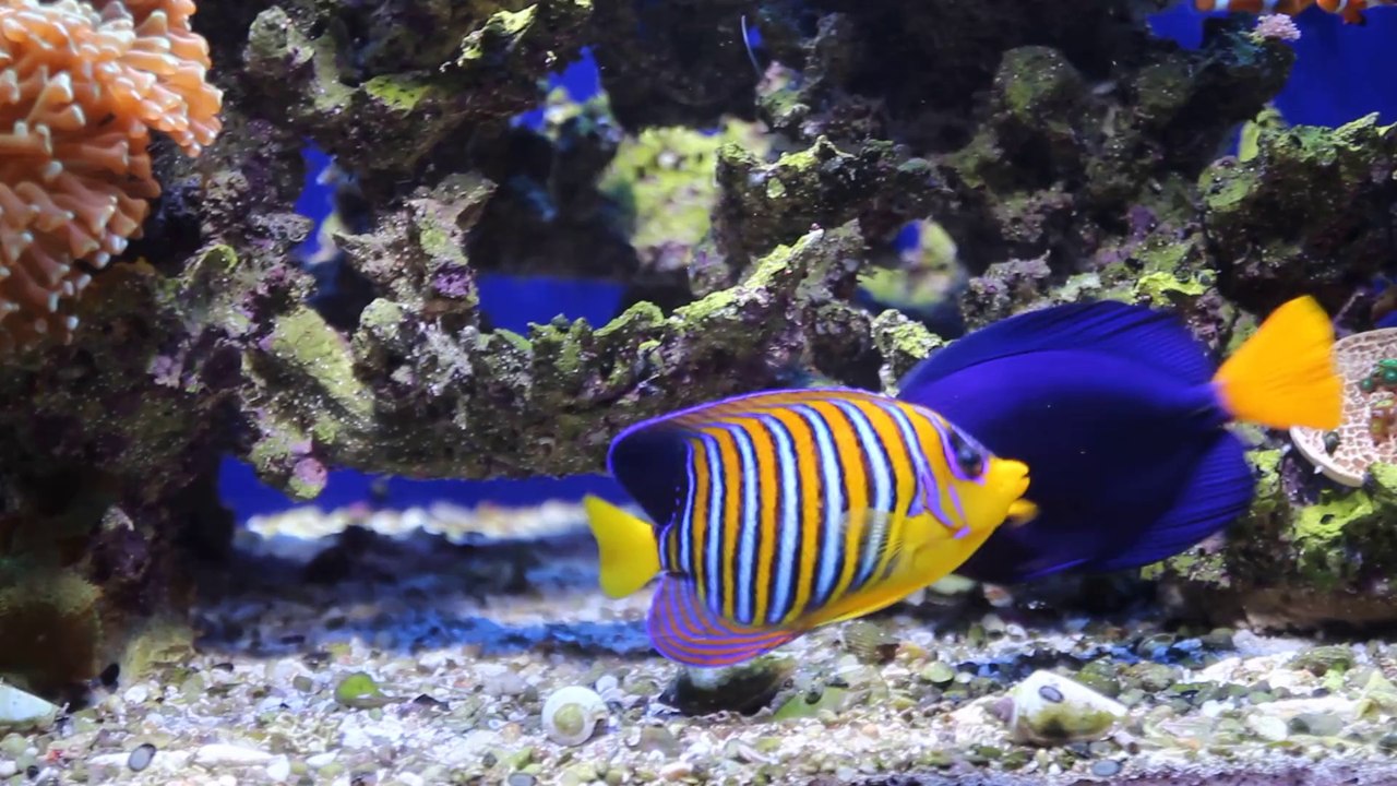 regal&purpel