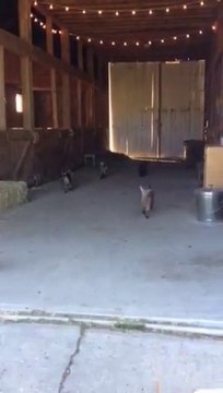 Des centaines de petites chèvres : trop mignonnes!