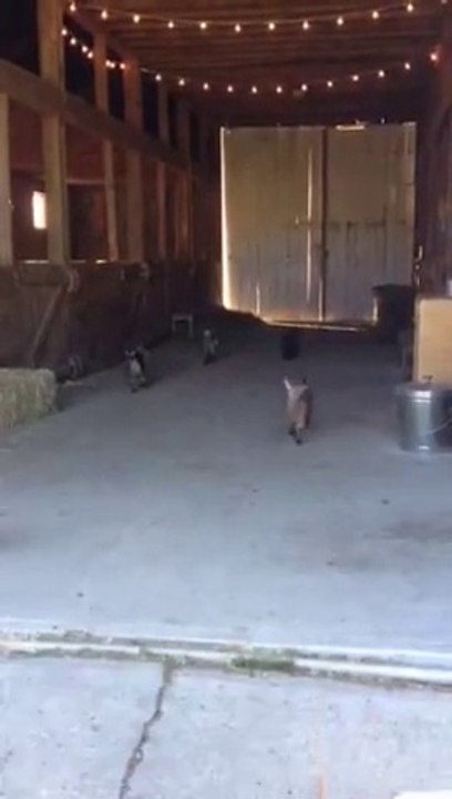 Des centaines de petites chèvres : trop mignonnes!