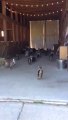 Herd Of Baby Goats Running Is The Cutest