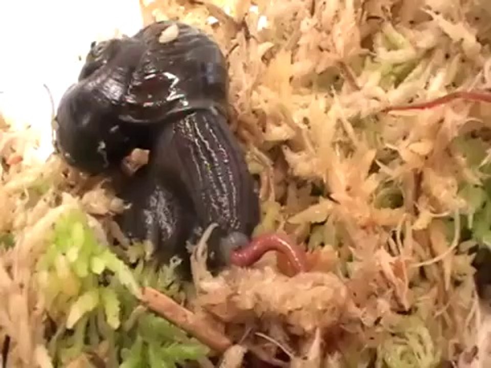 Salyangozun Solucan Avı