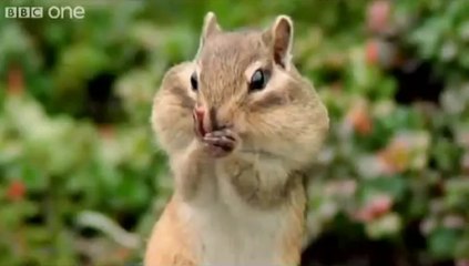 En güzel hayvan videoları