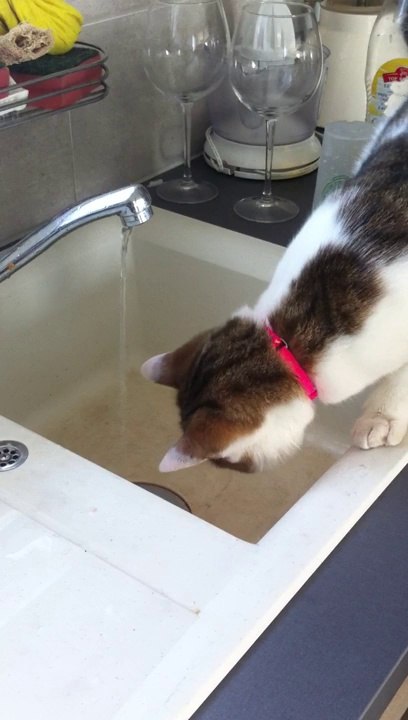 chat drole