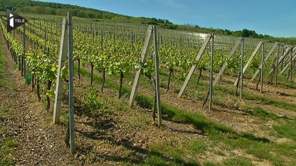 Un label bio plus stricte que le label européen