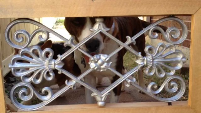 That's my dog and American Veterans Fence Company is my Mckinney Fence Contractor! #LBVets