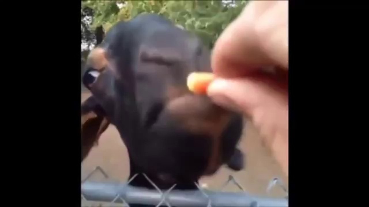 Pet and Animal vine compilation 2014 - Funny Animals