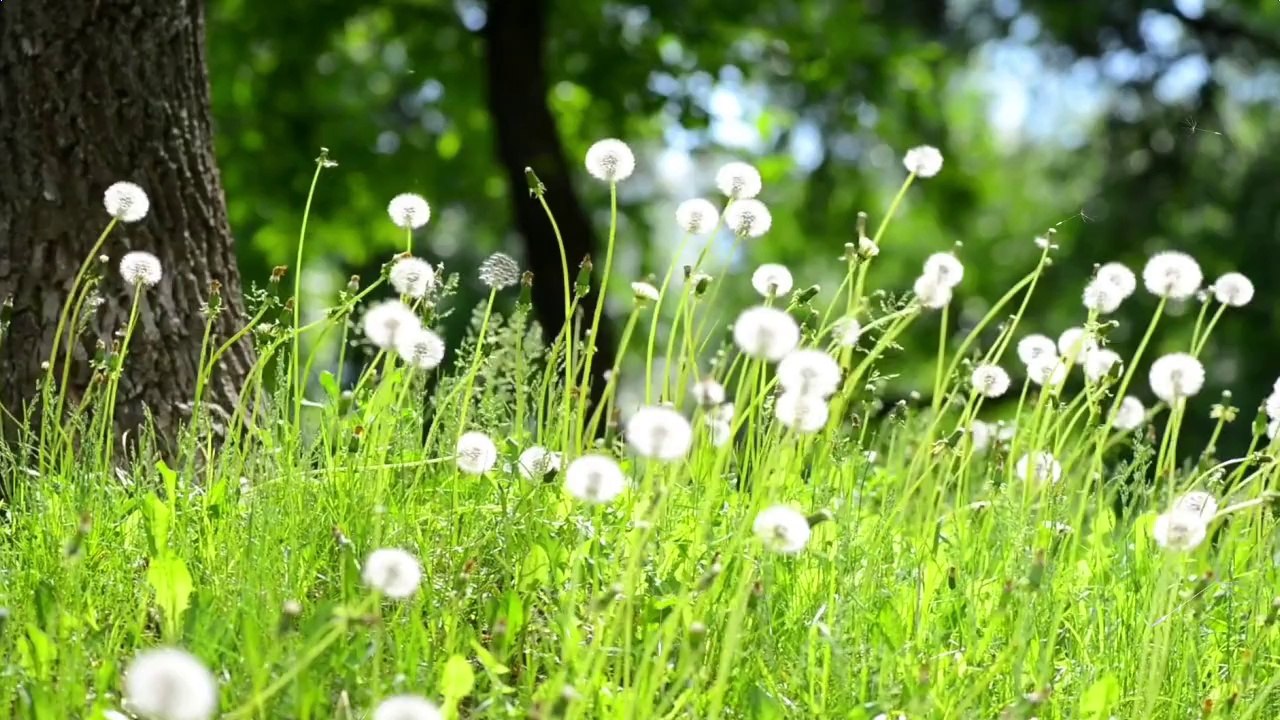 can ho an gia garden