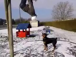 Dog Parkour Fail - Fails World