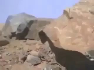 What Holy Prophet (PBUH) did when he went to His Mother's Grave - Maulana Tariq Jameel - Gbtune