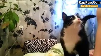 Sevgiye muhtaç kedi