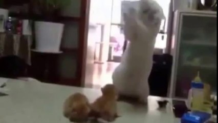 قط يعلم طفليه الصغيرين فنون القتال