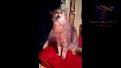 Download Video: Des chats et des chiens qui reniflent et éternuent : compilation d'animaux de compagnie craquants!