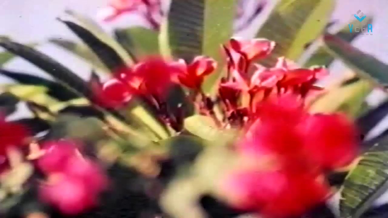Ethandha Neethi Movie Part -2