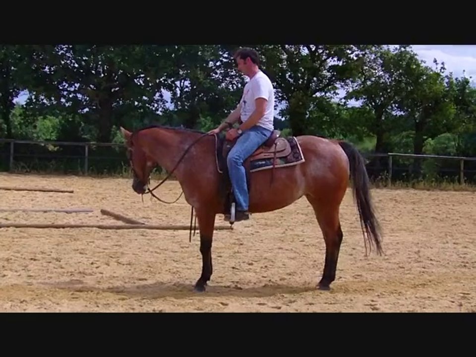 Miss: le dressage utile et pour s'amuser.