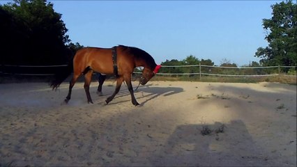 Autentica VI Réeducation n°01