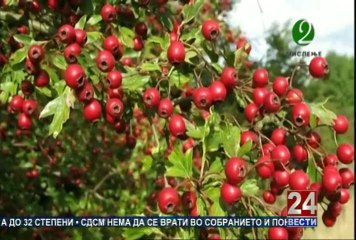 Второ мислење 07-06-2014