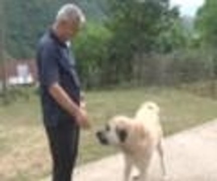 Sahibini kilometrelerce uzaktan buldu