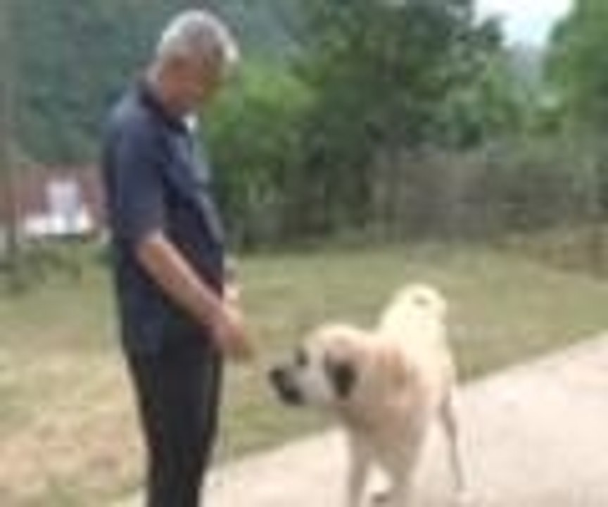 Sahibini kilometrelerce uzaktan buldu