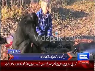 American monkey knows how to cook