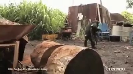 Un singe qui tire avec une kalash ak47