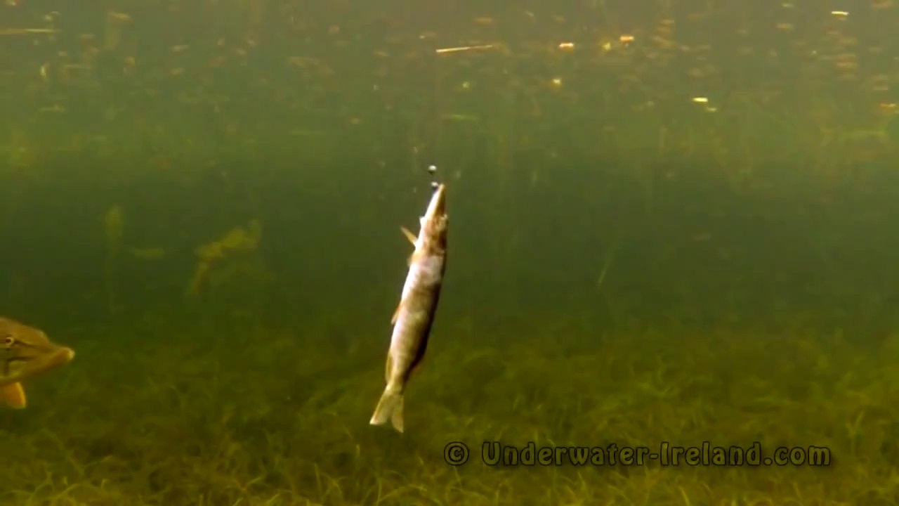 Turna Balığının Balık Yeme Anı