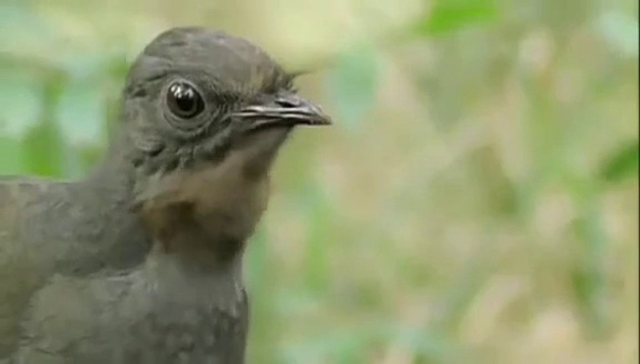 Mübarek kuş değil ses kayıt cihazı. Bütün sesleri taklit edebiliyor.