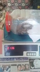GECKO Leopard_weight 136 Grams For Sale_AHmad Hisham