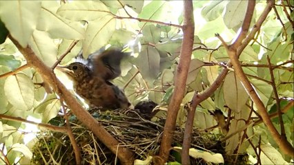 Merle noir,  la pulsion de vie - épisode 5