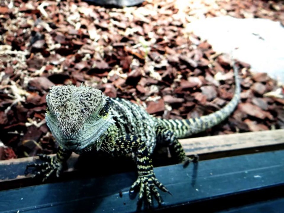 2014-06-07 - 2014-04-26 - Rainbow Spring, Agrodrome & View from Aoprangi Peak