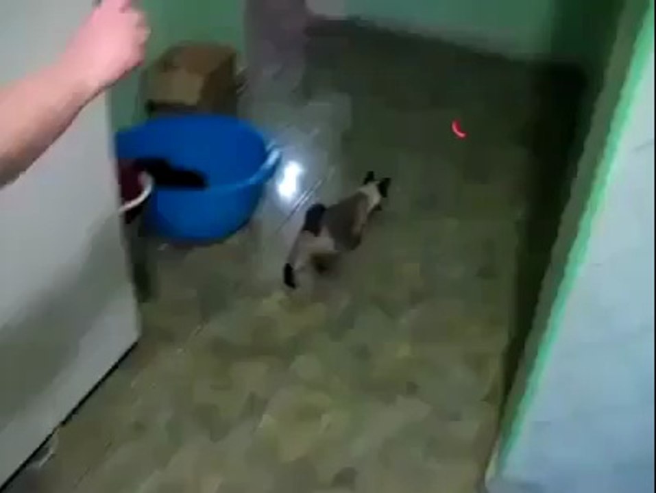Spider Cat