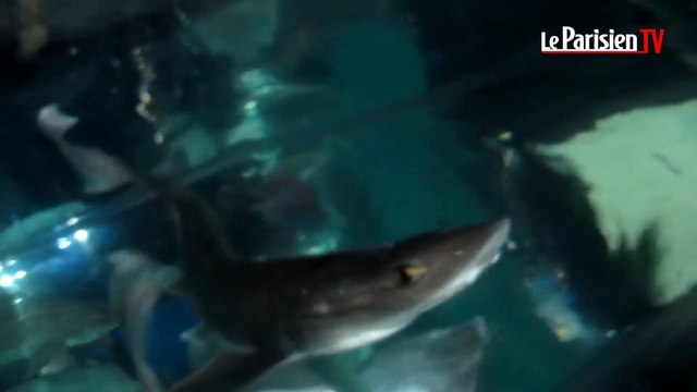 Caressez les requins comme si vous y étiez