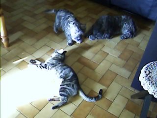 Babylone bien accueilli.....