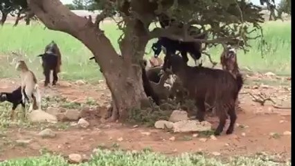 Goat grazing just like a BosS