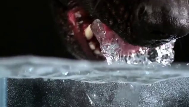 Yakın çekim köpek su içerken