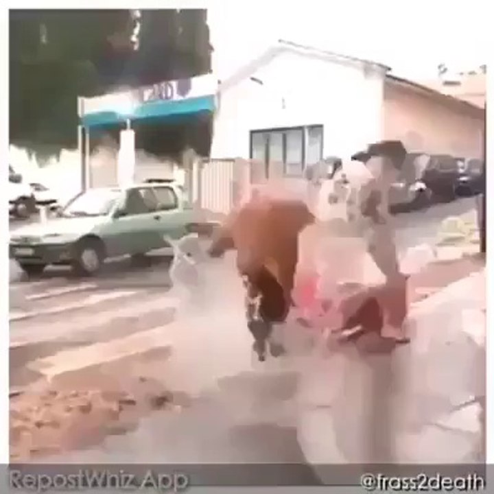 Funny Rabbit