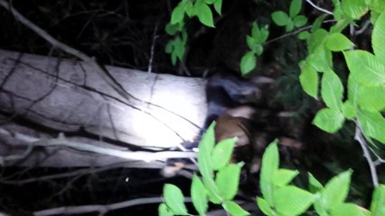 Blu and Dell 5 / 31 / 14 part 2 treed across the river