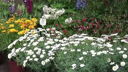 Paris: mercado de Flores homenageia Elizabeth II