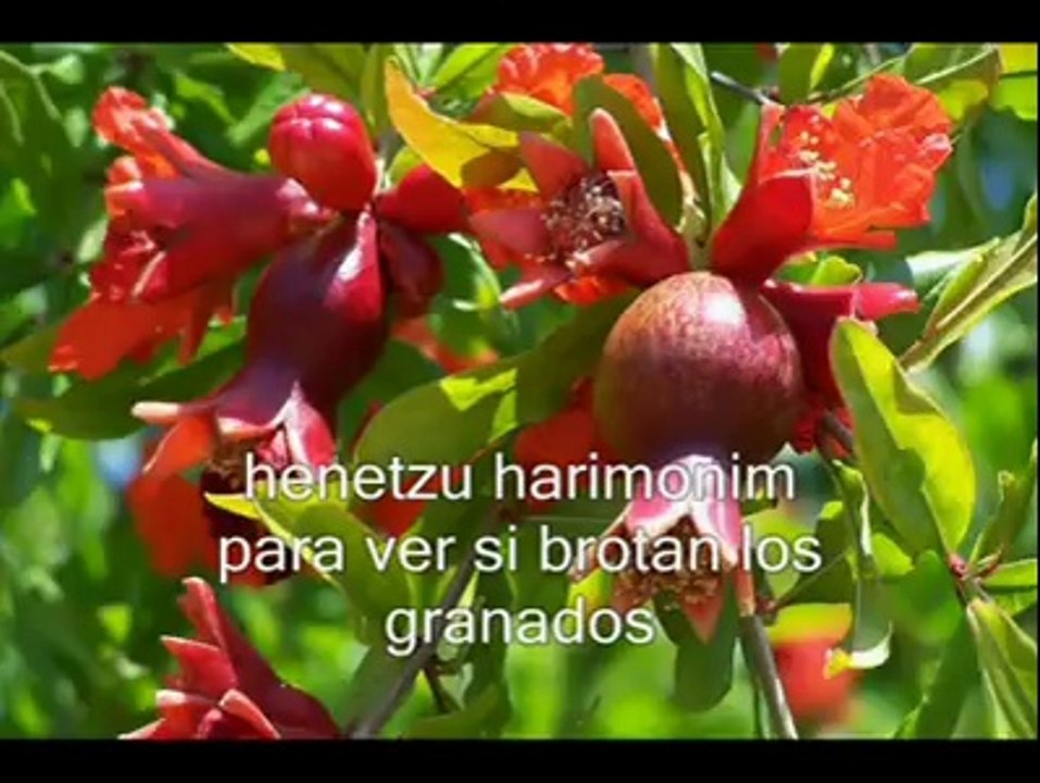 SHUVÍ HA SHULAMITVUÉLVETE OH SHULAMITA- CANTAR DE LOS CANTARE