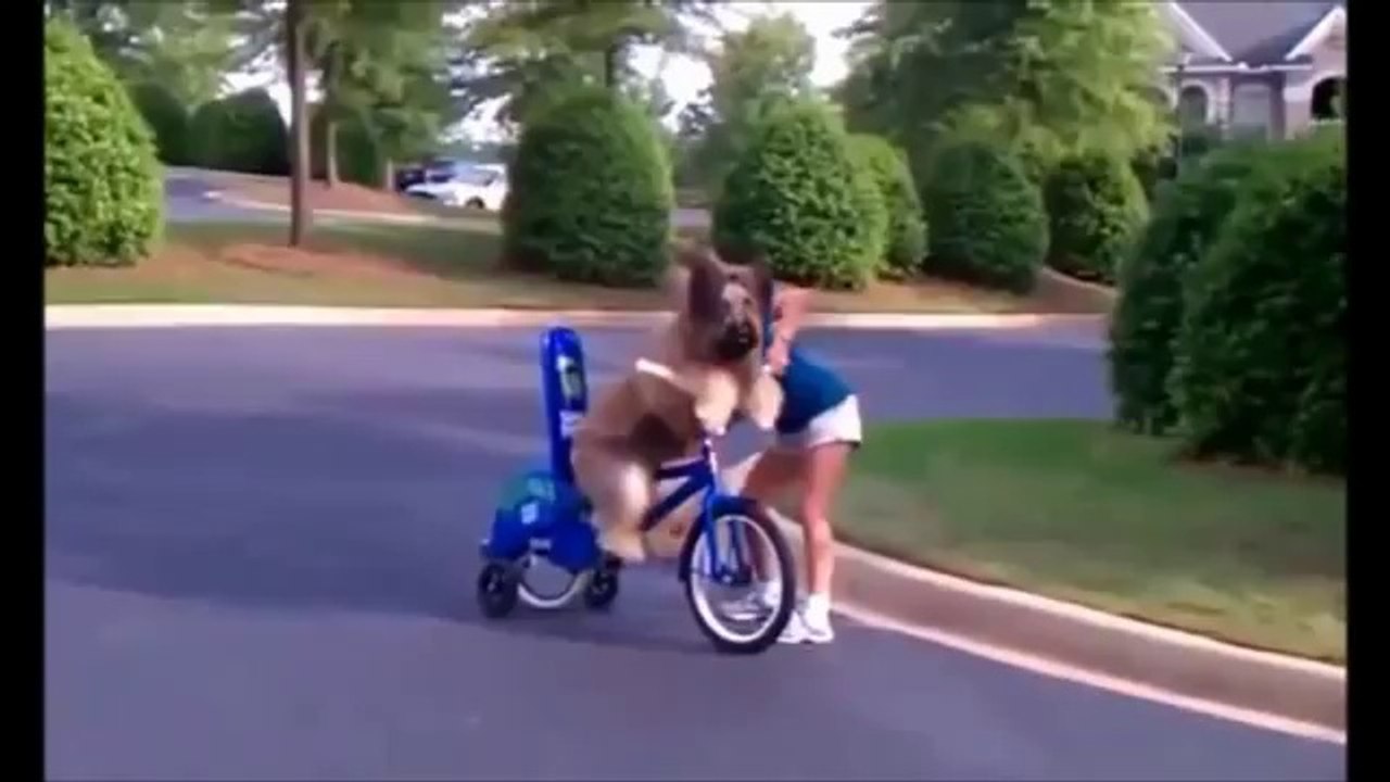 Super Funny Animals Compilation
