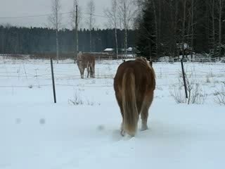 Stallion and mare in snow