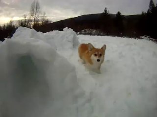 雪で作ったトンネルをくぐるコーギー犬