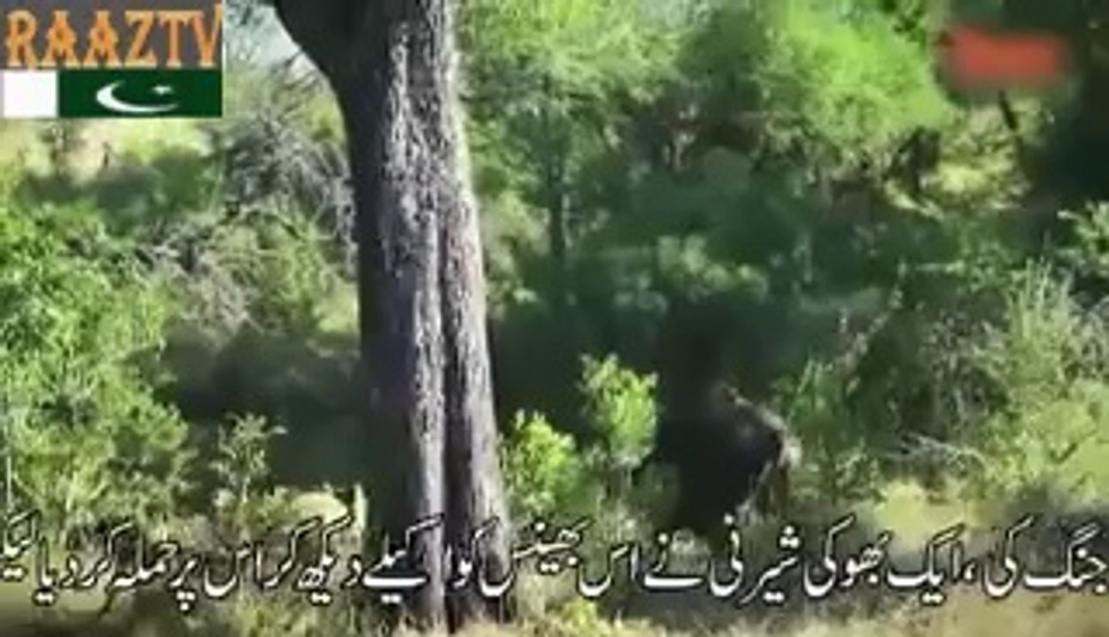 جنوبی افریقہ کے جنگلات میں ناقابل یقین طور پر ایک بھینسے نے 6گھنٹے کی مسلسل لڑائی میں دو شیروں کو پچھاڑ دیا۔