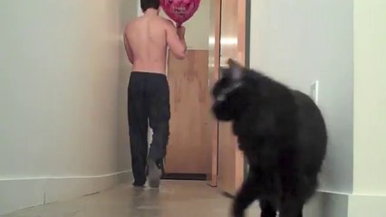 ネコの「！？」な瞬間