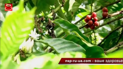 Кофеин - наркотик, действие на мозг, история кофеина