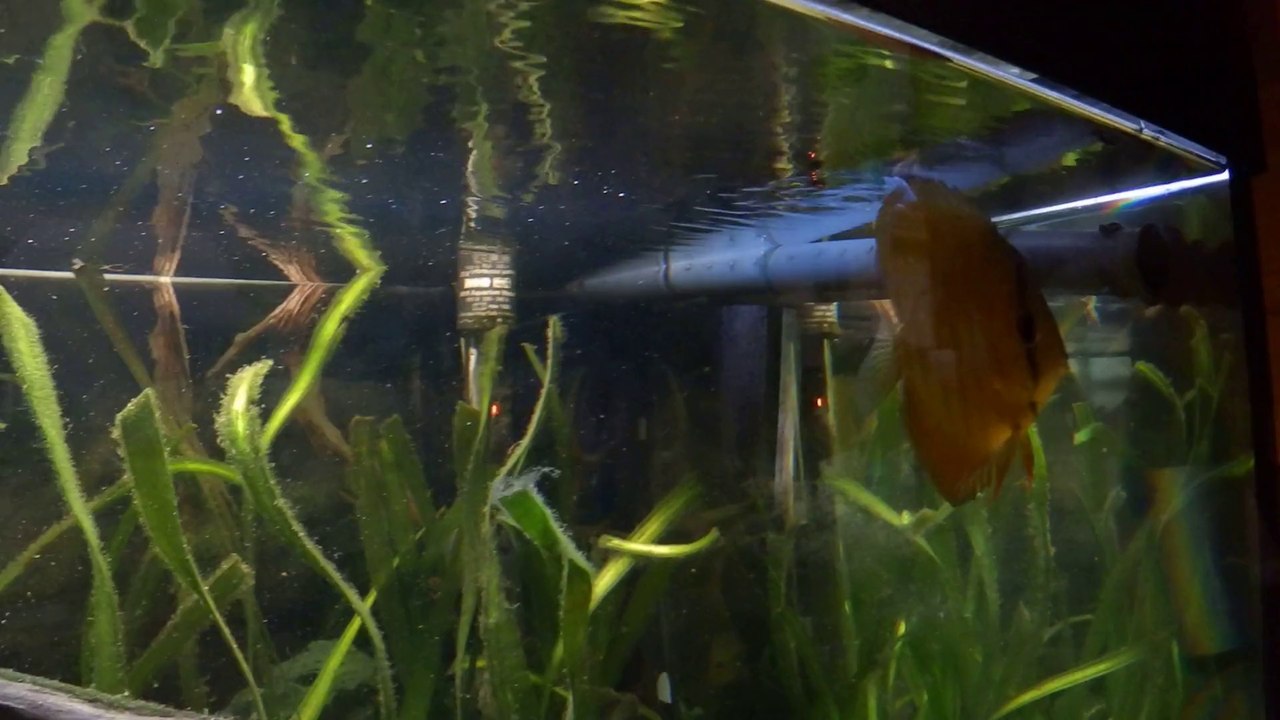 Discus