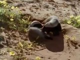 Snake Killers - Honey Badgers Of The Kalahari