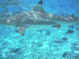 Shark feeding à Moorea - une journée passionnante