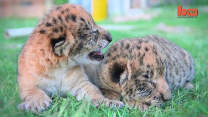 Liliger Cubs Are The Cute Offspring From A Liger And A Lion