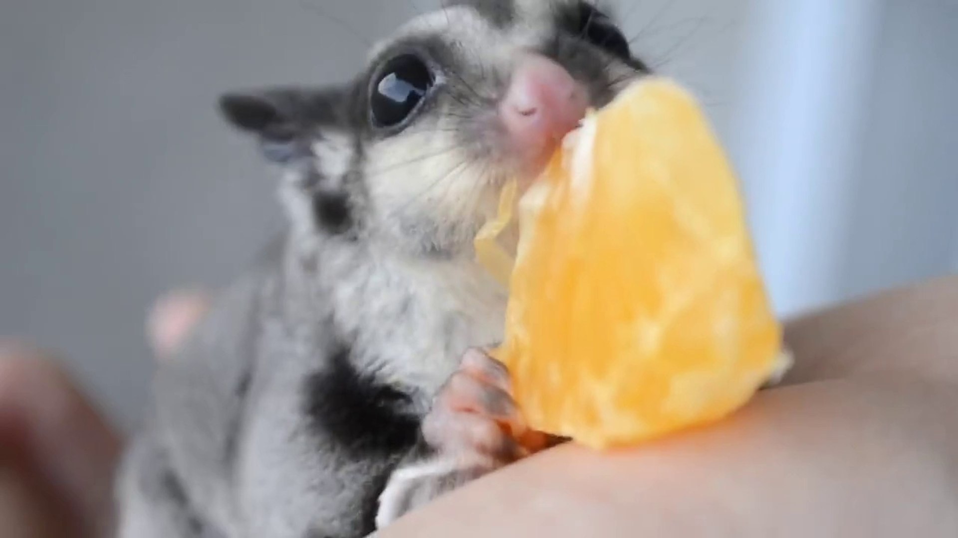 Le Petit Animal Le Plus Craquant Du Monde Un Petit Phalanger Volant Qui Va Tomber De Sommeil Video Dailymotion